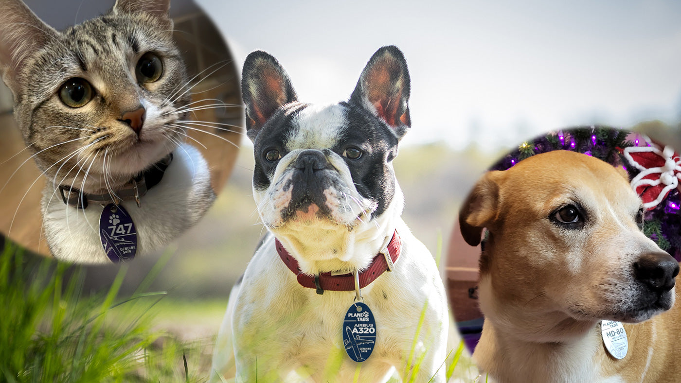 PlaneTags for Pets: Pet ID Tags From Aviation Giants